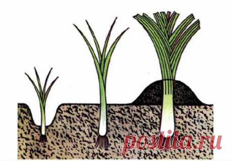Лук порей: посадка, выращивание, рассада, уход, фото, выбираем