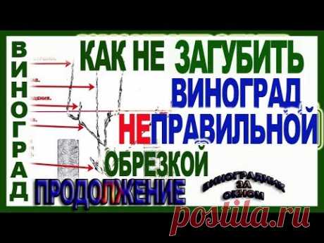 🍇  5 секретов обрезки винограда. Как сохранить форму куста. Школа виноградаря 2019 Часть №8.