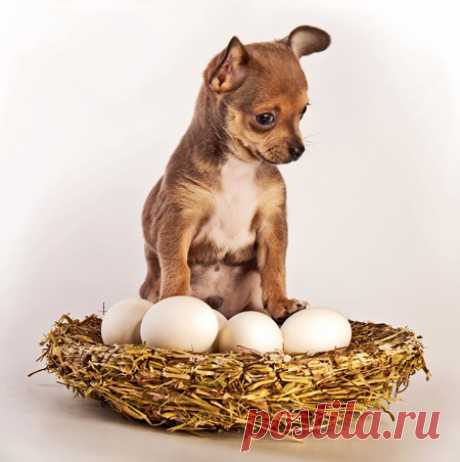 Постановочные фотографии щенков Чихуахуа | Автор Евгений Вагнер