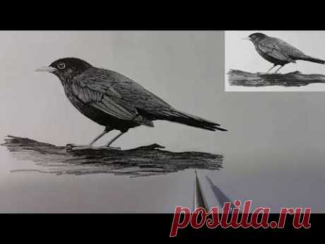 Как рисовать птиц, как нарисовать птицу speed drawing