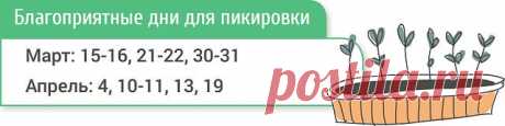 КОГДА САЖАТЬ ПОМИДОРЫ НА РАССАДУ ПО ЛУННОМУ КАЛЕНДАРЮ В 2017 ГОДУ ( ДЛЯ ТЕПЛИЦЫ)
Итак, когда семена куплены и емкости подготовлены, остается только дождаться благоприятных для посева дней.

Посев семян помидоров на рассаду
Если планируете выращивать помидоры в теплице, семена высевайте с 
конца февраля до середины марта. Помните, что за сутки до посева их 
нужно замочить в теплой воде.

Пикировка рассады томатов
При оптимальных условиях (температуре 25-27°С и высокой влажн...