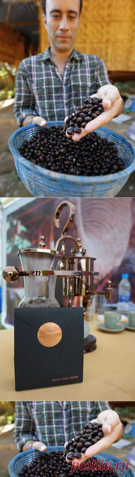 Из чего готовят самый дорогой кофе Black Ivory