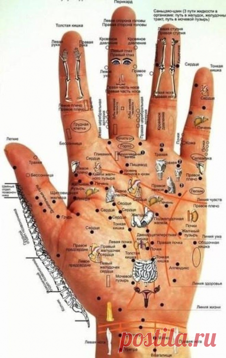 Определите свои болезни по ладони