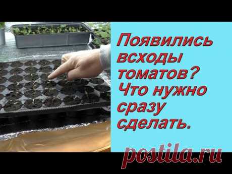 Как не испортить рассаду томатов сразу после всходов.