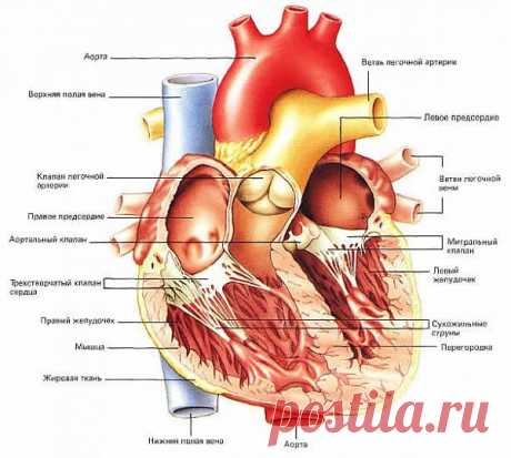 Сердце | ПолонСил.ру - социальная сеть здоровья