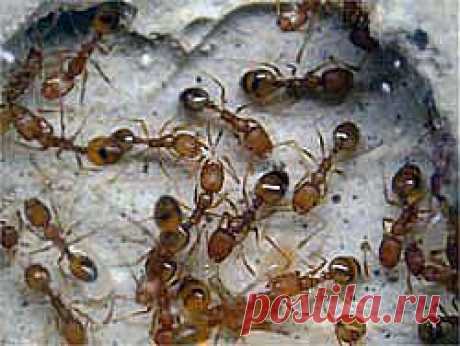 Шесть самых эффективных способов борьбы с муравьями - Свое хозяйство *  - Сборник - Познавательный Интернет-журнал &quot;Умеха - мир самоделок&quot;