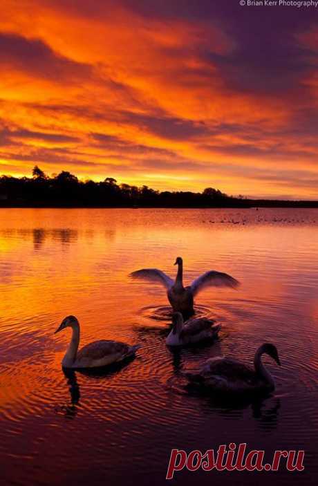 Swan Lake | Sunrise ☼ Sunset