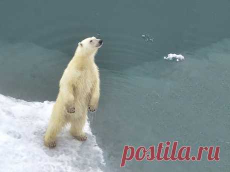 Обнаружена популяция белого медведя, способная выжить без морского льда