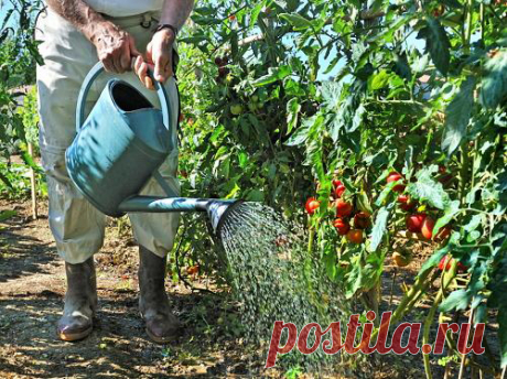 Золотые правила полива и подкормки томатов: