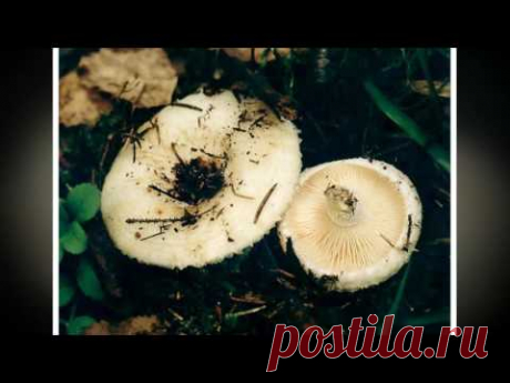 Удивительные грибы | Amazing mushrooms - YouTube