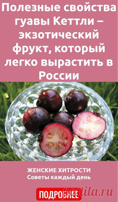 Полезные свойства гуавы Кеттли – экзотический фрукт, который легко вырастить в России