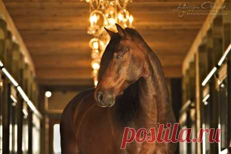 Photos from visit in Le Haras Laurentien - Equine Photography Katarzyna Okrzesik