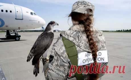 Птицы в аэропорту это небезопасно. Они могут попасть в двигатель или шасси самолета. «Мирное небо» над аэропортом как для пернатых, так и для людей обеспечивают специалисты - авиационные орнитологи.