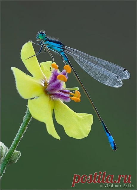 Flower and Dragonfly | Amazing Pictures - Amazing Pictures, Images, Photography from Travels All Aronud the World