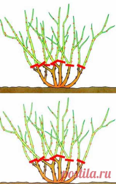 Обрезка роз и удаление дикой поросли фото | Дача - впрок