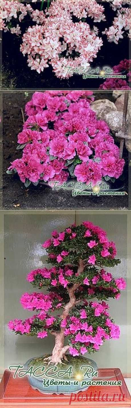 Азалия (Azalea). Уход в домашних условиях.