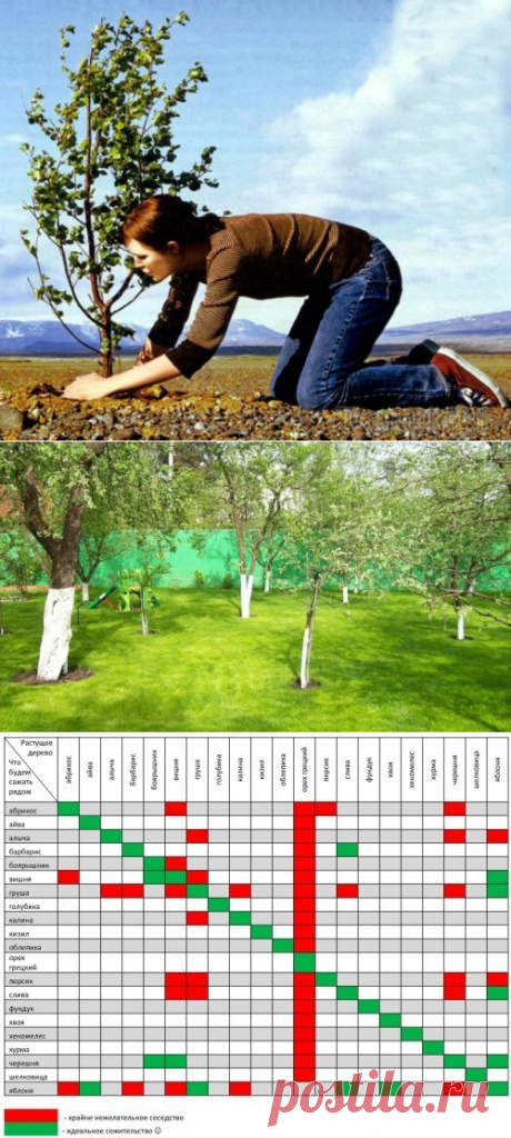 Совместимость деревьев на дачном участке: особенности