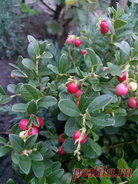 Брусника обыкновенная (Vaccinium vitis-idaea)