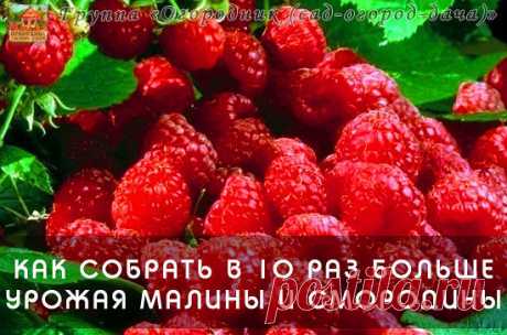 КАК СОБРАТЬ В 10 РАЗ БОЛЬШЕ  УРОЖАЯ МАЛИНЫ И СМОРОДИНЫ?

Садовод-любитель Михаил Руденко из Москвы изобрел способ, позволяющий в 10 раз увеличить урожайность малины и вдвое – смородины. По его словам, метод выведен из совокупности собственных навыков и некоторых известных агротехнических приемов. Увеличение урожайности достигается у кустов малины на второй год, у смородины – на третий год.

✿ Для достижения 10-кратной урожайности малины 30 июня каждого года я произвожу отщ...