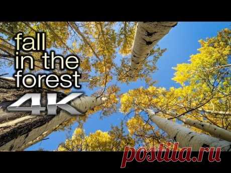 4K "Fall in the Forest" TWO HOUR Nature Relaxation™ Video - Banff, Jasper, Kings Canyon