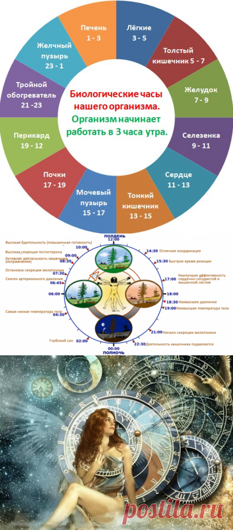 Часы работы Вашего организма: что важно знать