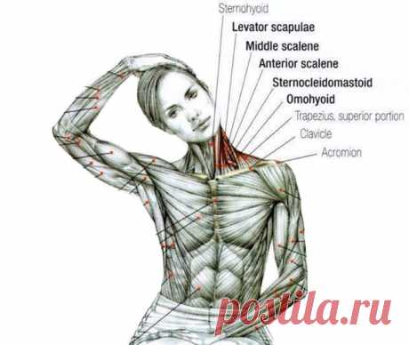 Всего 6 омолаживающих упражнений для красивой шеи | Всегда в форме!