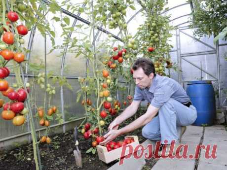 Как подкормить рассаду помидоров дрожжами: когда лучше