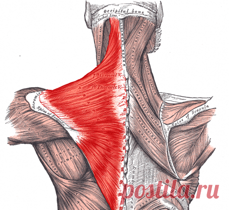 Упражнения для снятия спазмов мышц шеи, спины и поясницы | Naget.Ru