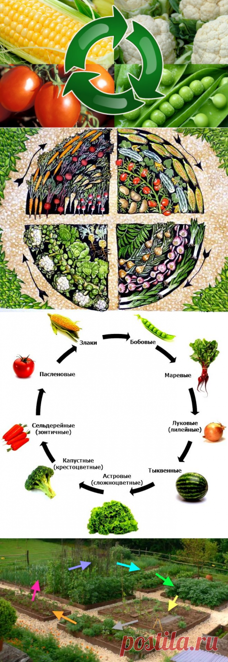 Севооборот, или Что после чего сажать в огороде | Дела огородные (Огород.ru)✔