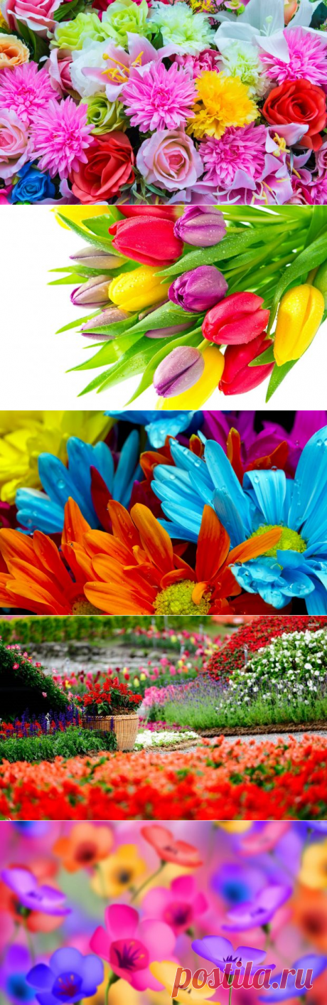 Colorful Flower HD Background | PixelsTalk.Net