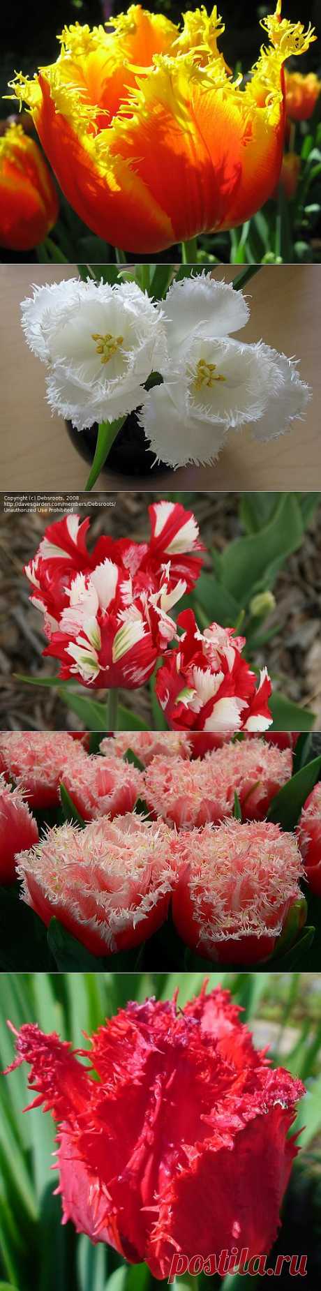 Прекрасньй цветок - Бахромчатые тюльпаны
