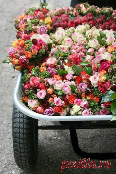 Wheelbarrow full of beauty (agreed) | Flowers/Gardens