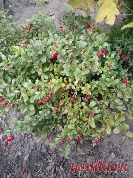 Брусника обыкновенная (Vaccinium vitis-idaea)