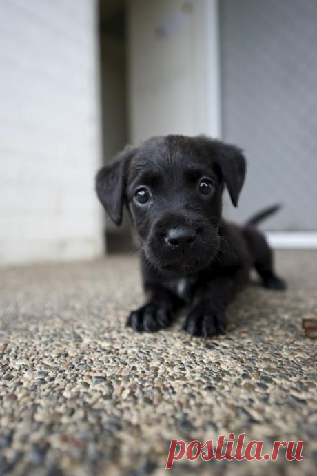 Cute Black Labrador Puppy The Pet's Planet