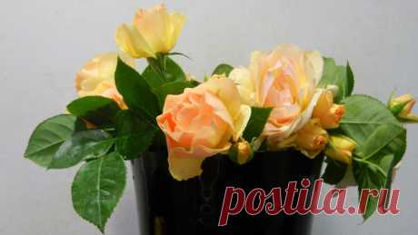 Хотите научиться правильно и быстро проращивать розы? | Saraphan.Top