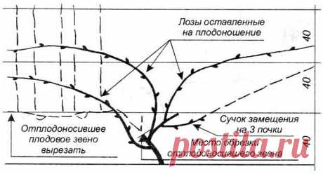 КАК ПРАВИЛЬНО ОБРЕЗАТЬ И УКРЫВАТЬ ВИНОГРАД НА ЗИМУ | Простые советы