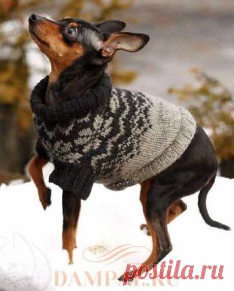 Пальто для собак «Nordic Paws» | DAMские PALьчики. ru