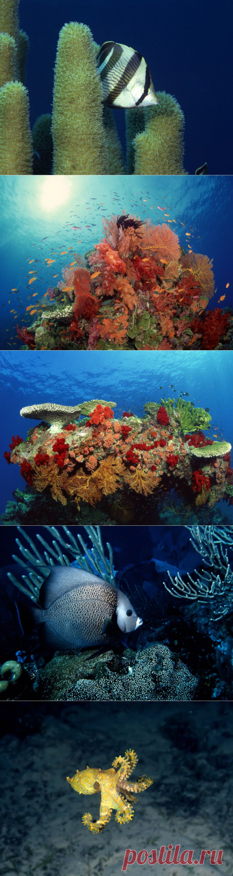 Обои для рабочего стола Красоты подводного мира : НОВОСТИ В ФОТОГРАФИЯХ