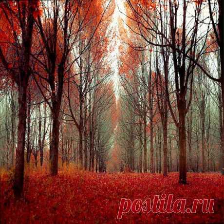 из Etsy  
Red Fall Leaves Photograph, black gray, blue, rustic, autumn, nature…  
Beautiful   |  Pinterest: инструмент для поиска и хранения интересных идей