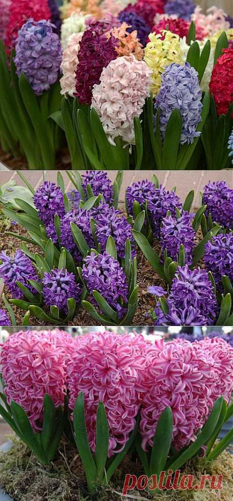 Гиацинт (Hyacinthus) | Домохозяйки