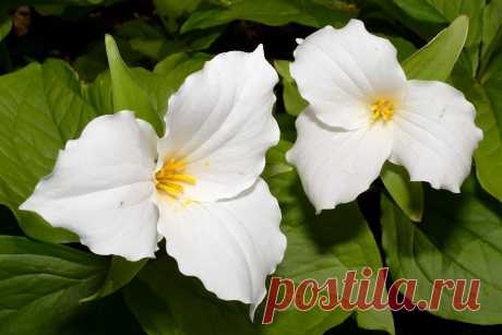 Триллиум крупноцветковый (Trillium grandiflorum)  |  Ботанический сад • Тверь - Публикации