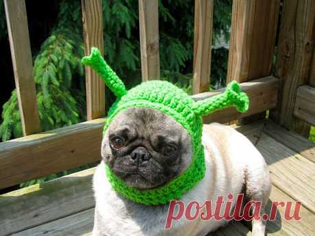 Piccsy :: Dog Hat - Shrek/ Made to Order