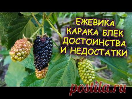 Ежевика Карака Блек Karaka Black заваливает нас ягодой. Самый ранний сорт ежевики. Росяника