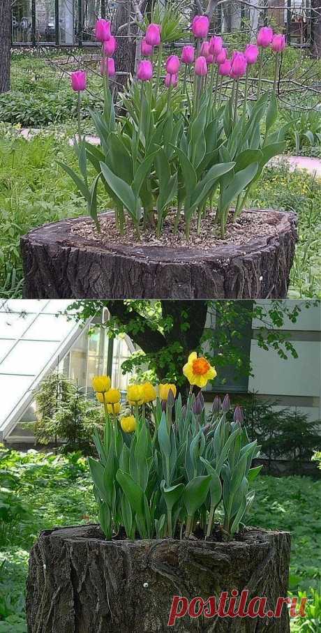 Креативный способ высадки тюльпанов на даче | Умелые ручки
