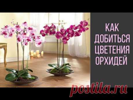 Как Добиться Цветения Орхидей