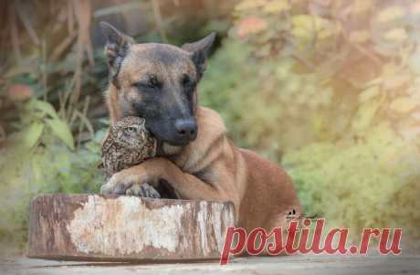 15 фото трогательной дружбы овчарки Инго и крохотной совы Польди (фото, которые никого не оставят равнодушными) — блог туриста Dasha1553 на Туристер.Ру