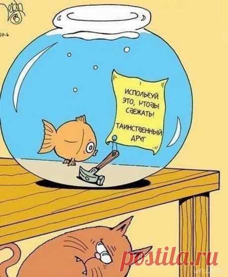 Как аквариум коту жить мешает