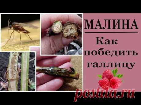 Вредители малины . Как избавиться от малинной галлицы.