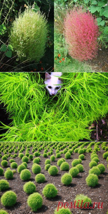 Кохия (летний кипарис): выращивание из семян, когда сажать на рассаду
