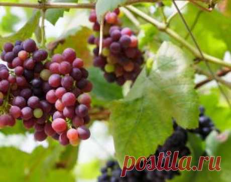 6 верных способов погубить виноград | В саду (Огород.ru)